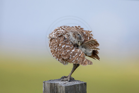 628 burrowing owl (6F3A0562) April 17, 2021