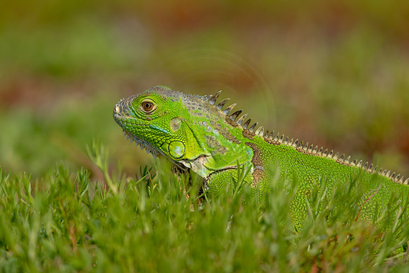 498 iguana (6F3A9086) April 15, 2021