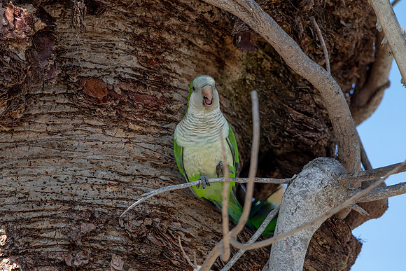 1177 monk parakeet (6F3A4865) April 18, 2021