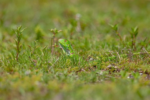 357 iguana (6F3A8350) April 15, 2021