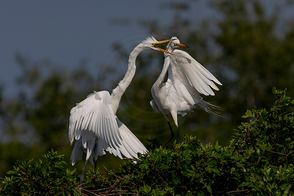 1057 egret (6F3A3654) April 18, 2021