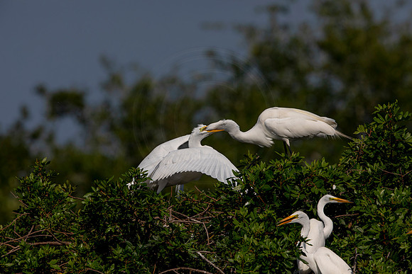 1053 egret (6F3A3627) April 18, 2021