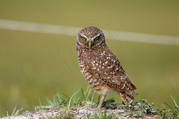 611 burrowing owl (6F3A0469) April 17, 2021
