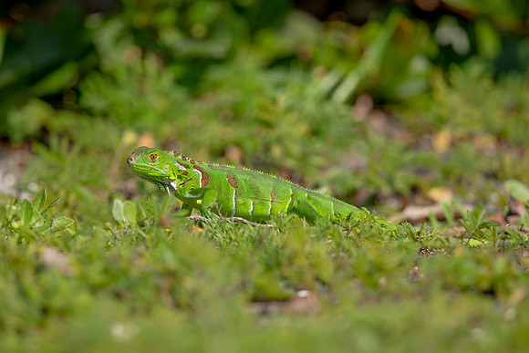 510 iguana (6F3A9134) April 15, 2021