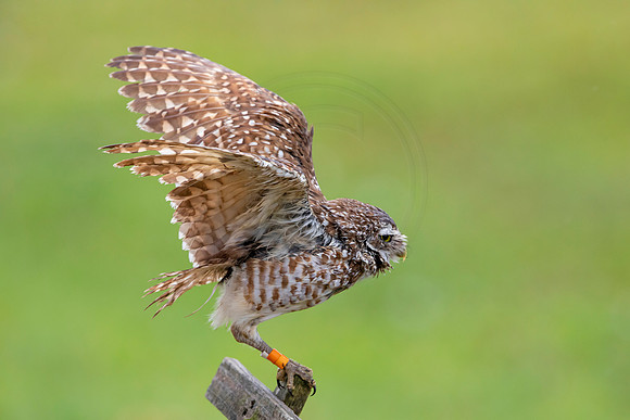 26 burrowing owl (6F3A7952) April 19, 2021