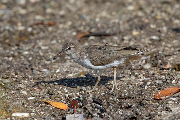148 shorebird (6F3A6583) April 15, 2021