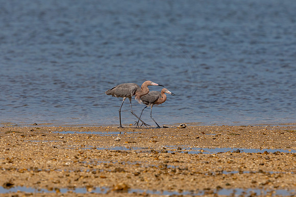 171 reddish egrets (6F3A6715) April 15, 2021