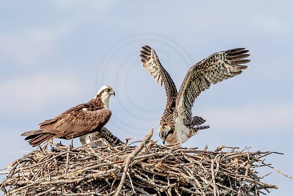 Osprey in Crown Point