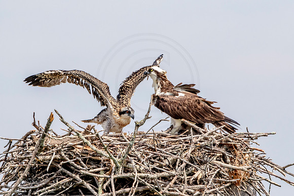 Osprey in Crown Point