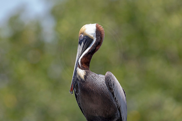 283 pelican (6F3A7803) April 15, 2021