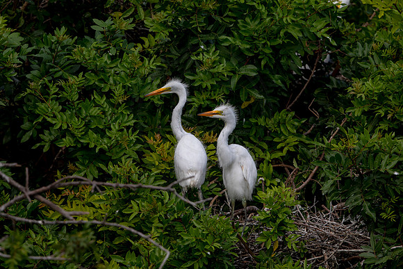 1132 egrets (6F3A4297) April 18, 2021