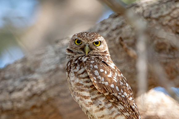 648 burrowing owl (6F3A0762) April 17, 2021
