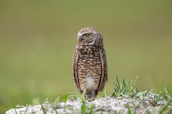 699 burrowing owl (6F3A1187) April 17, 2021