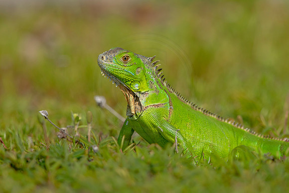 482 iguana (6F3A9021) April 15, 2021