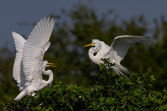 1060 egret (6F3A3667) April 18, 2021