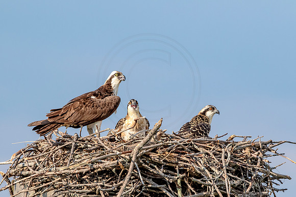 Osprey in Crown Point