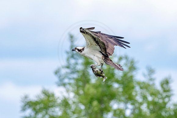 Osprey in Crown Point