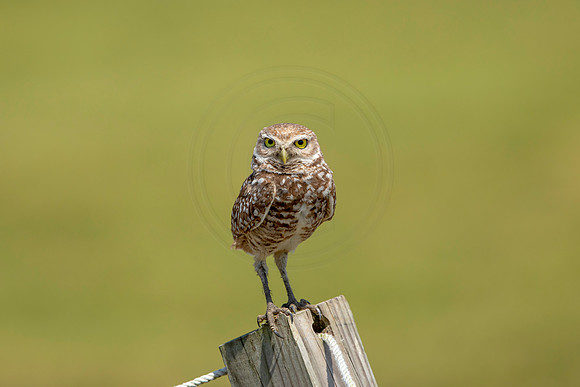 814 burrowing owl (6F3A1857) April 17, 2021