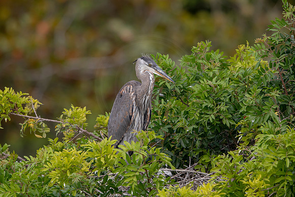 1145 gbh (6F3A4447) April 18, 2021