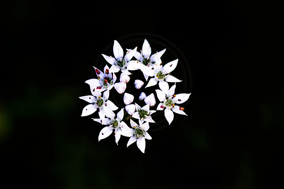 Spring Flowers