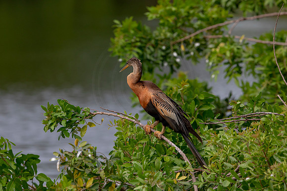 1126 anhinga (6F3A4275) April 18, 2021