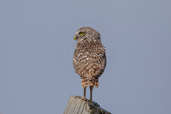 663 burrowing owl (6F3A0969) April 17, 2021