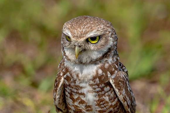 944 burrowing owl (6F3A2669) April 17, 2021