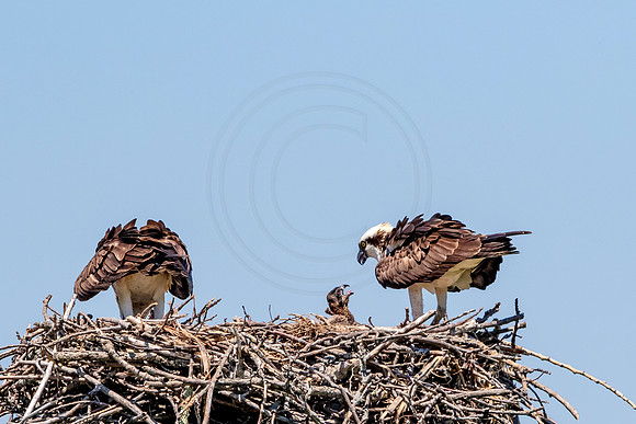 Osprey in Crown Point