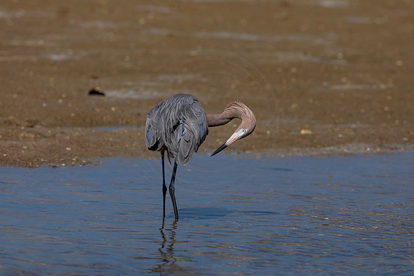 179 reddish egrets (6F3A6781) April 15, 2021