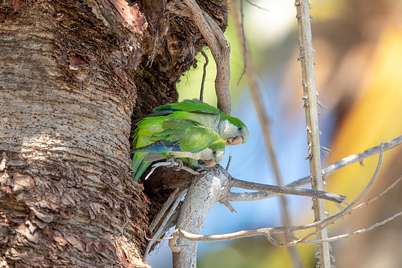 1206 monk parakeet (6F3A5164) April 18, 2021