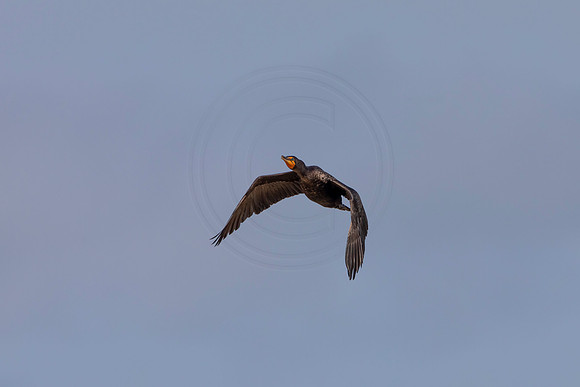 157 cormorant (6F3A6614) April 15, 2021