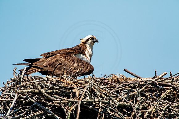 Osprey in Crown Point
