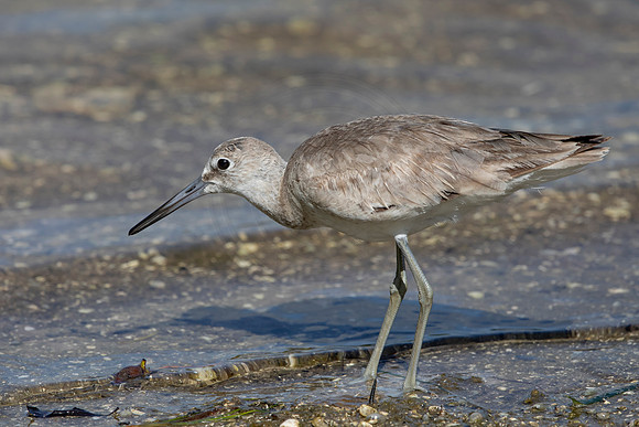 144 shorebird (6F3A6562) April 15, 2021