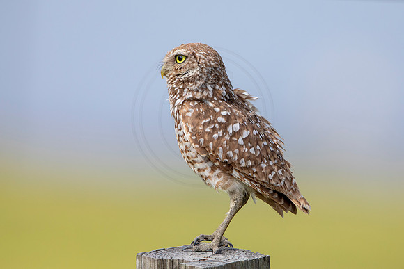 630 burrowing owl (6F3A0582) April 17, 2021