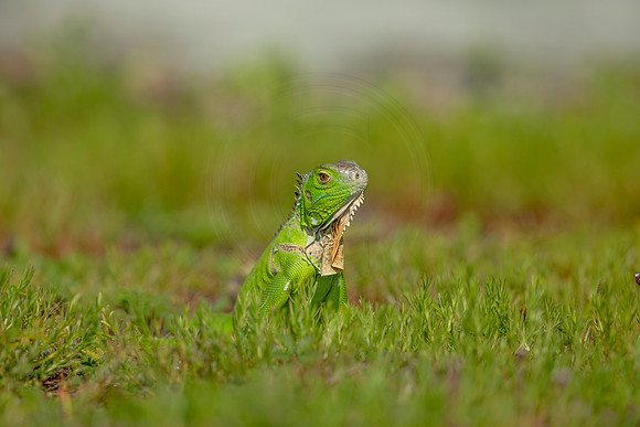 492 iguana (6F3A9058) April 15, 2021