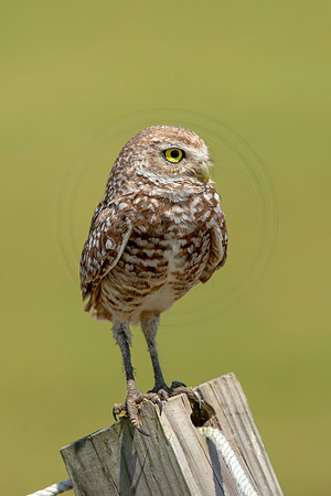 818 burrowing owl (6F3A1874) April 17, 2021
