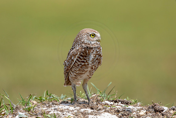 783 burrowing owl (6F3A1684) April 17, 2021