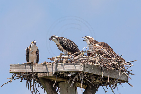 273 osprey (6F3A7738) April 15, 2021