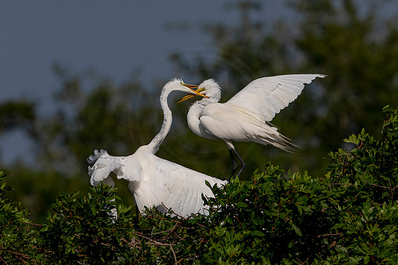 1061 egret (6F3A3674) April 18, 2021