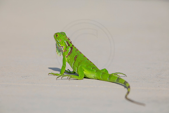 522 iguana (6F3A9186) April 15, 2021