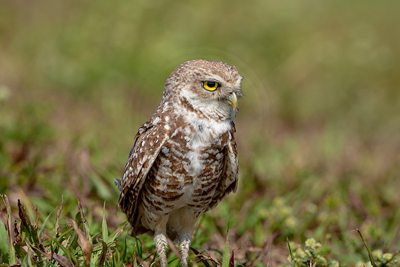 910 burrowing owl (6F3A2438) April 17, 2021