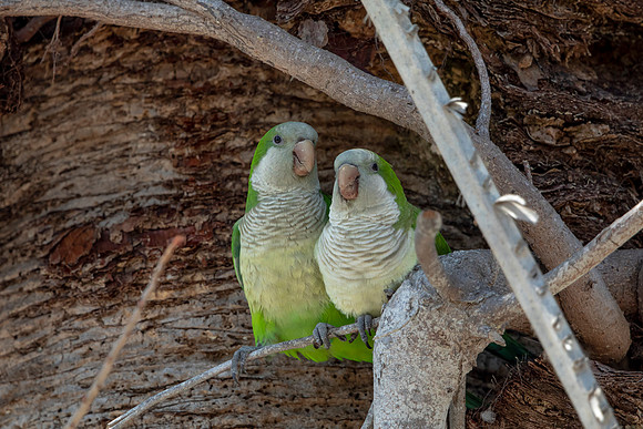 1178 monk parakeet (6F3A4871) April 18, 2021