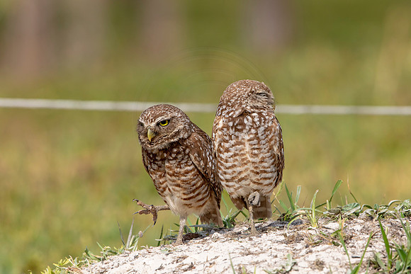 637 burrowing owl (6F3A0664) April 17, 2021