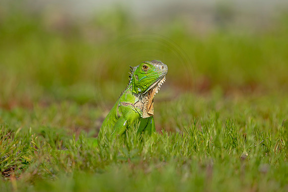 491 iguana (6F3A9054) April 15, 2021