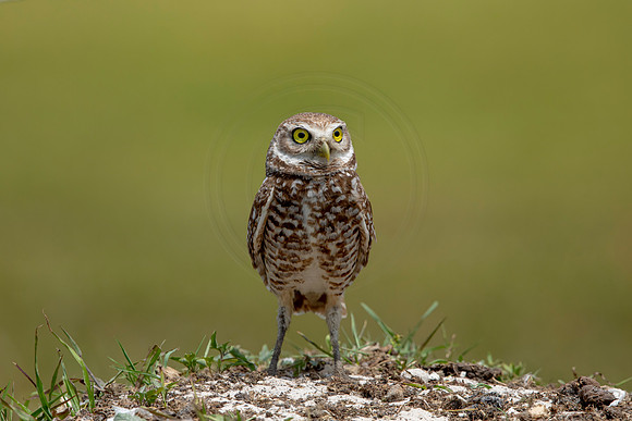 774 burrowing owl (6F3A1656) April 17, 2021