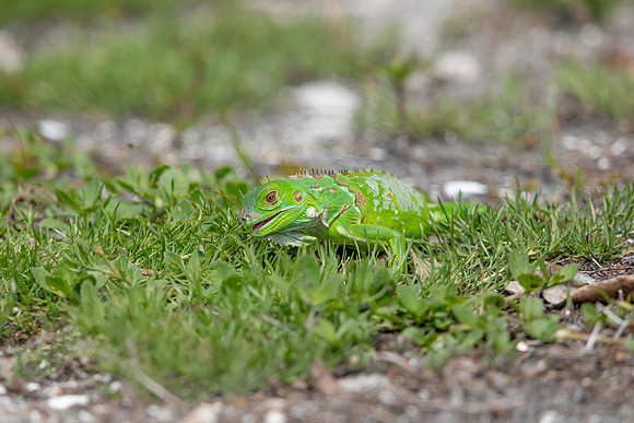 352 iguana (6F3A8325) April 15, 2021