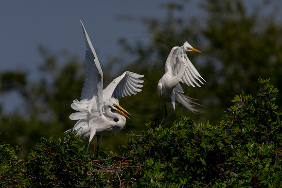 1059 egret (6F3A3658) April 18, 2021