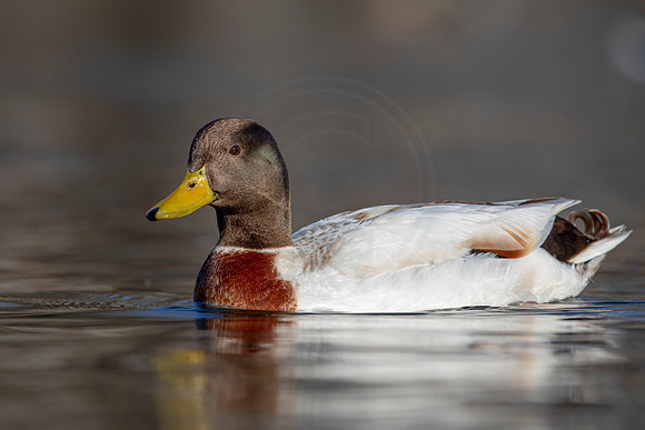 270 mallard (AF3A4458) March 20, 2021