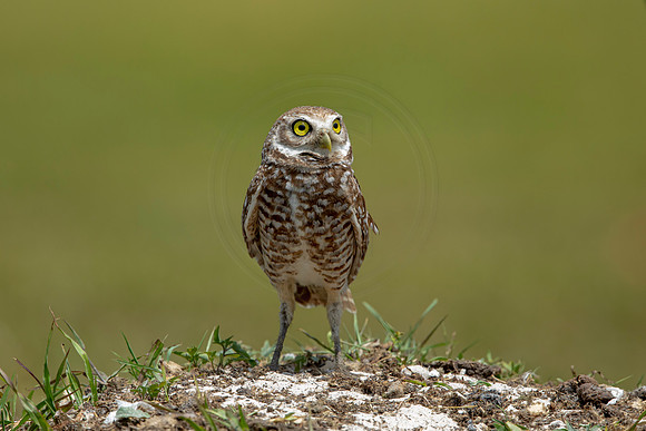 773 burrowing owl (6F3A1654) April 17, 2021