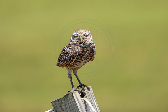 809 burrowing owl (6F3A1834) April 17, 2021